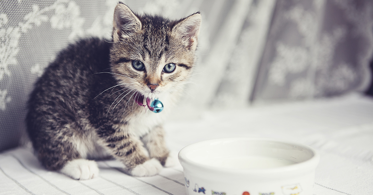 kitten with a bowl