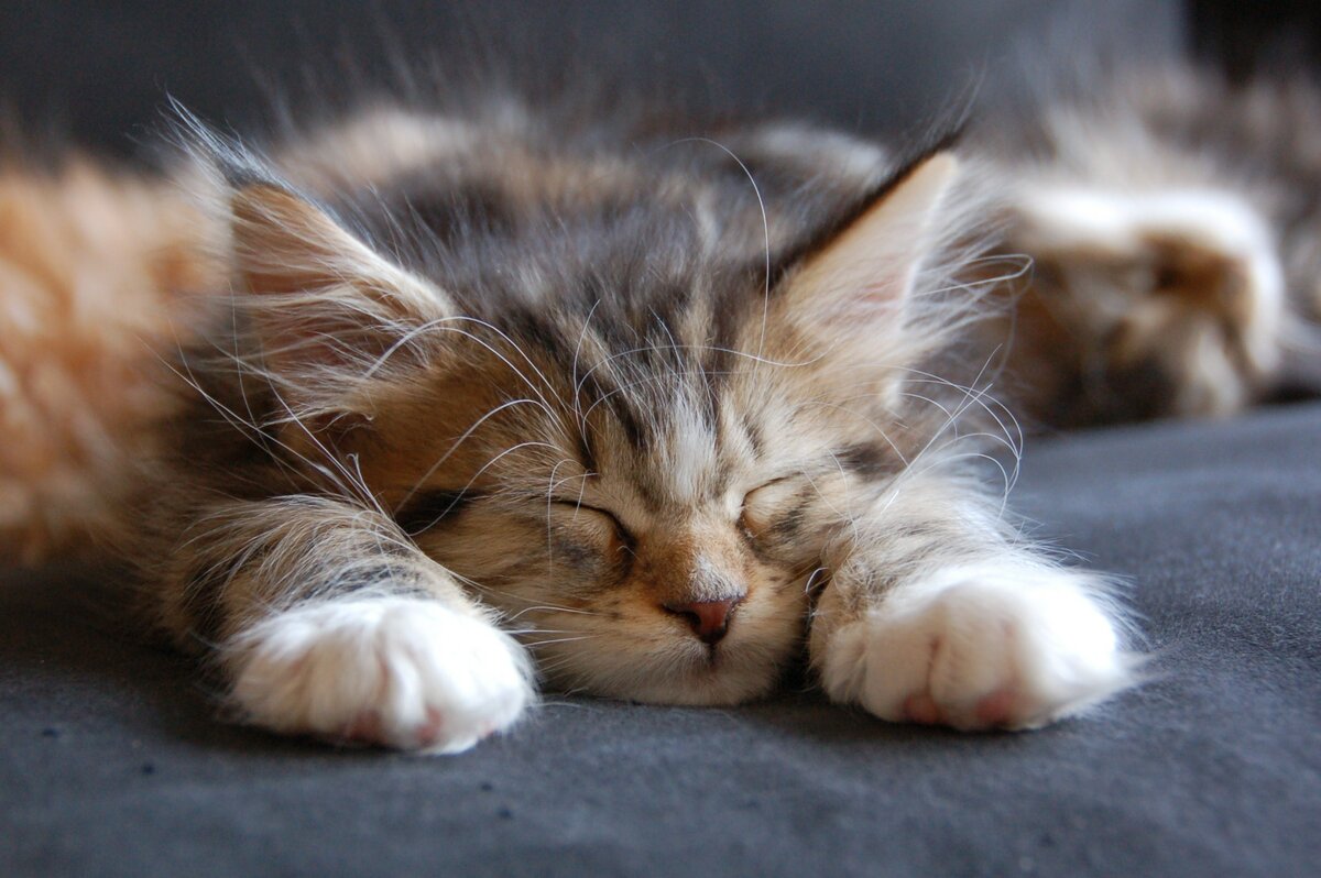 le chaton dort