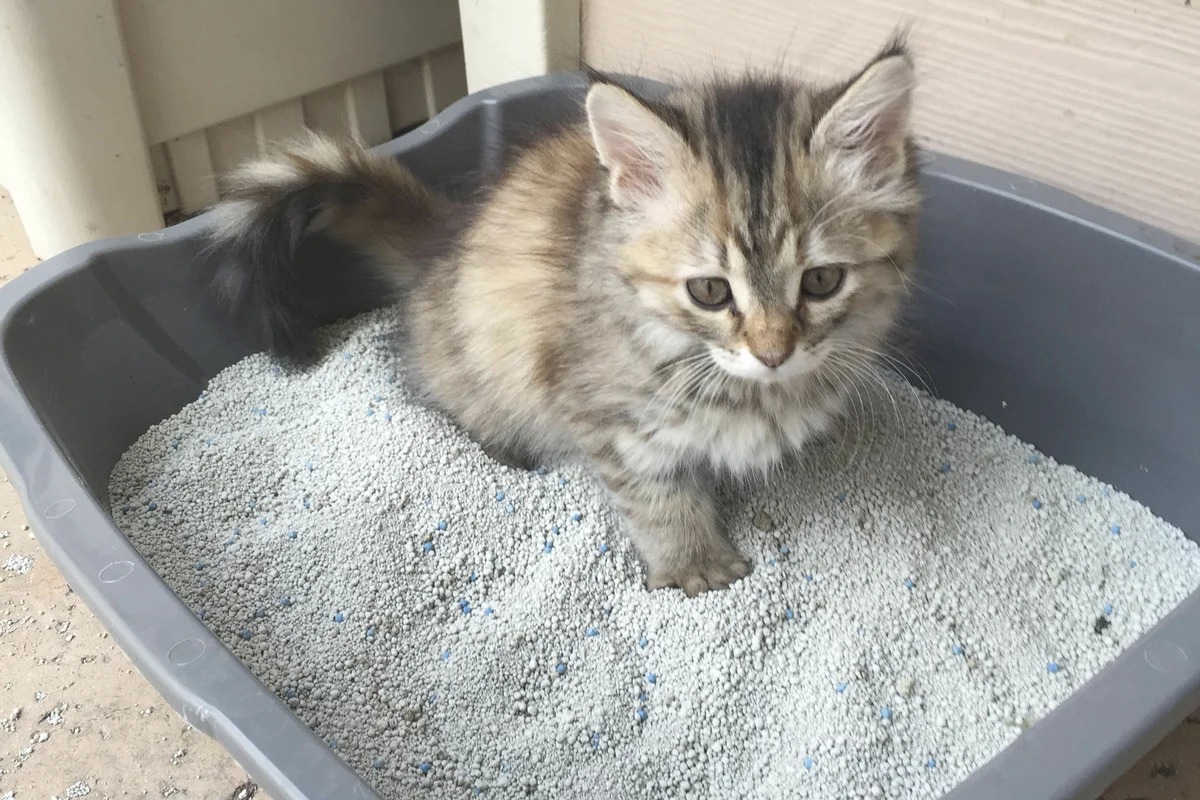 kitten in the tray photo