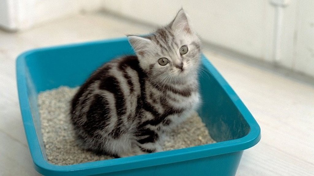 kitten in the tray