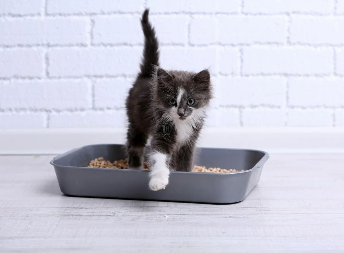 kitten tray