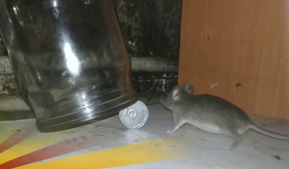 piège à souris à faire soi-même à partir d'une boîte