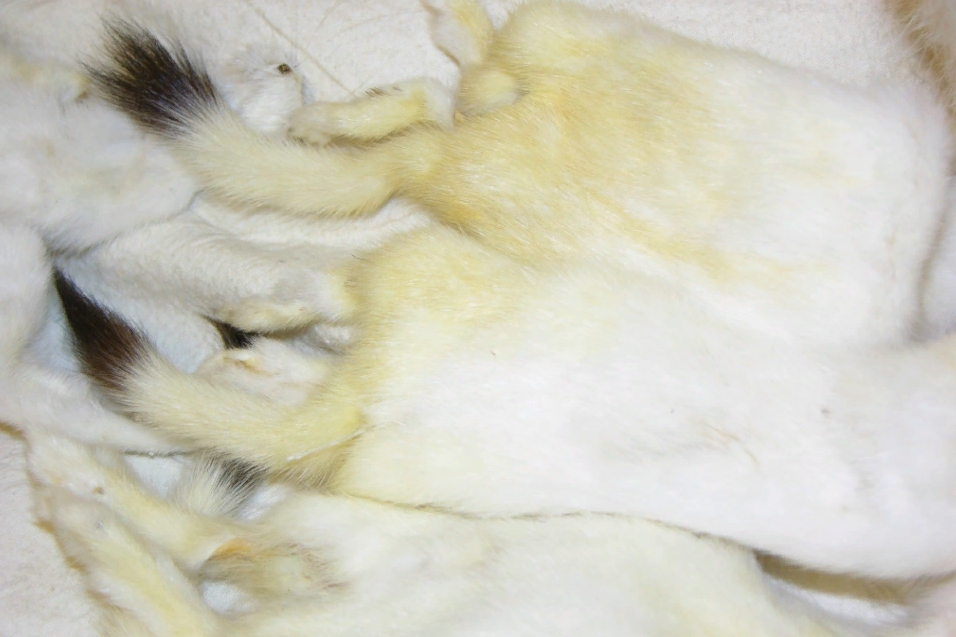 white mink fur