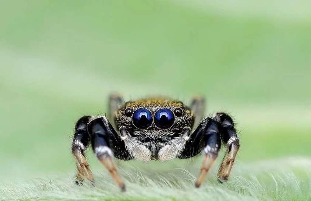 cute spider