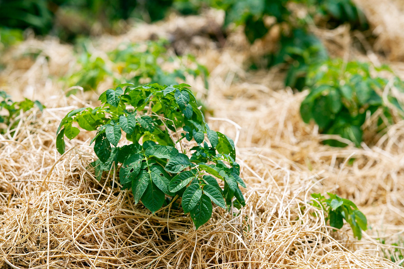 mulching