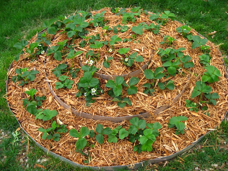 mulching the beds