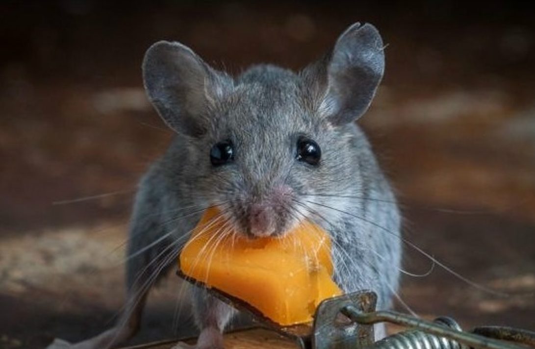 mouse with mousetrap cheese