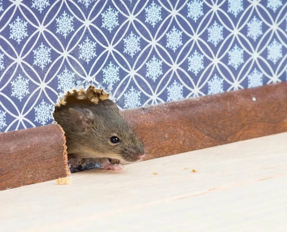 mouse in the house photo