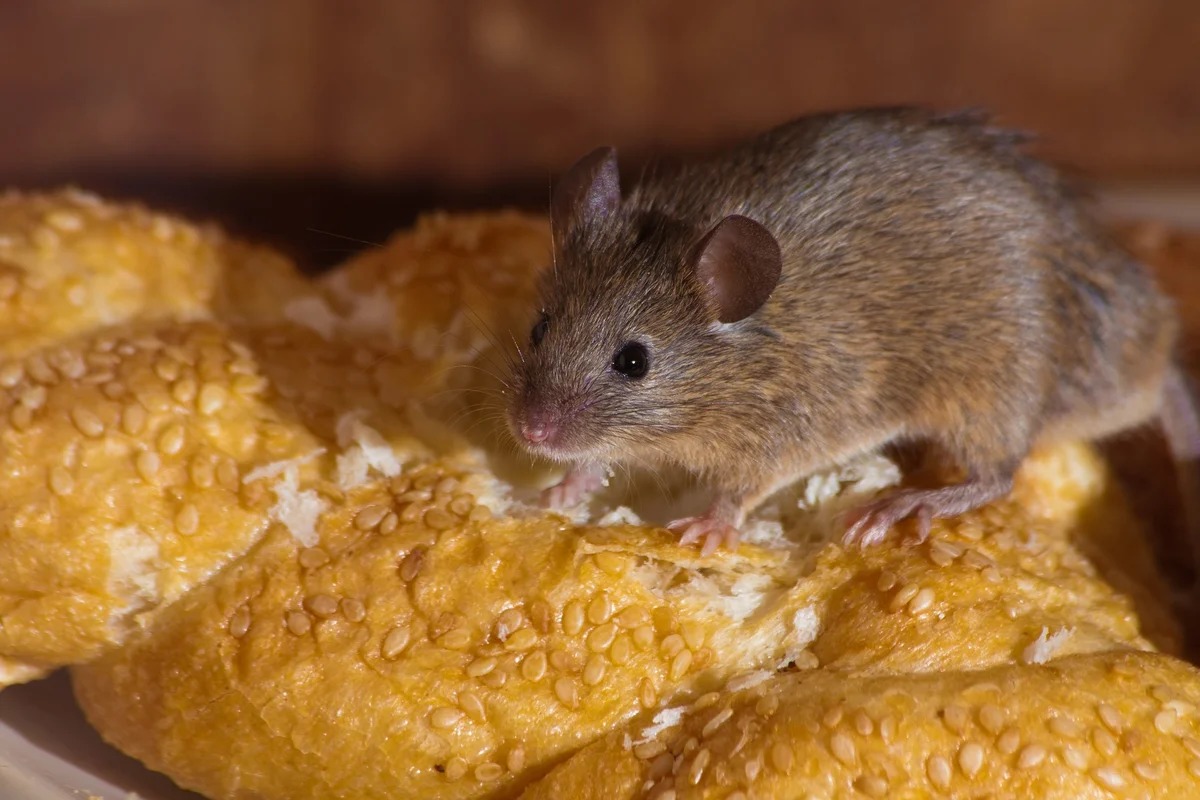 souris dans la maison sur l'épicerie