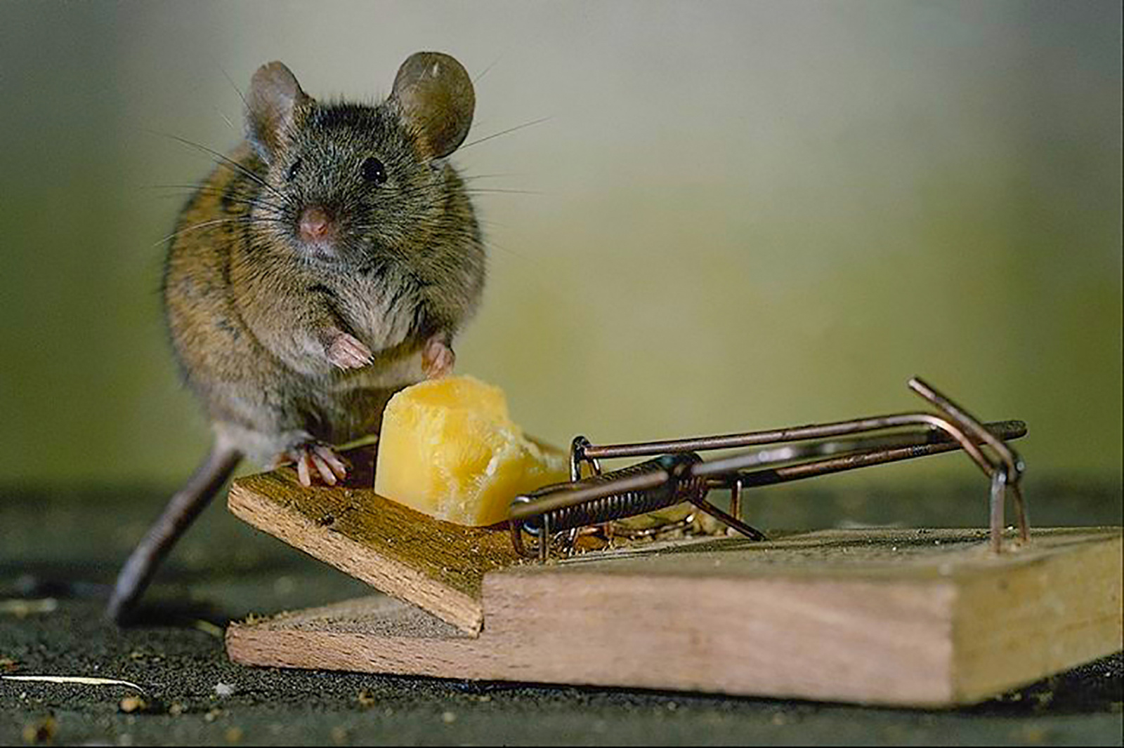 mouse with a mousetrap