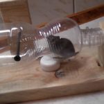 bottle mousetrap photo ideas