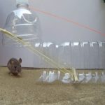 bottle mousetrap ideas