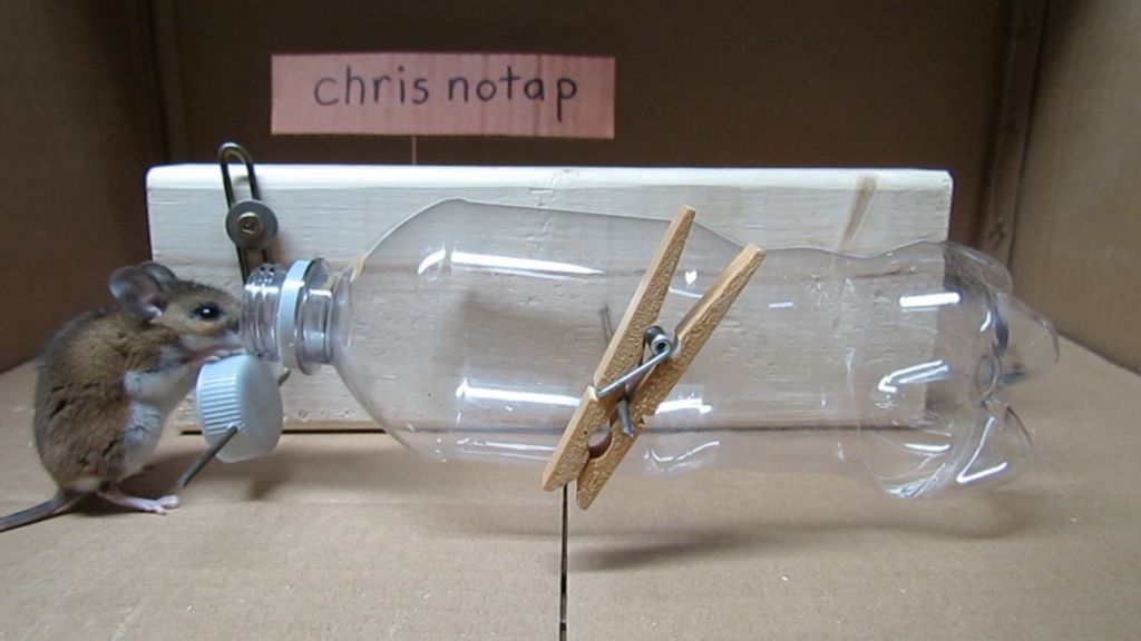 homemade bottle trap