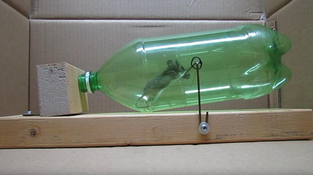 bottle mousetrap