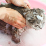 washing a cat with shampoo