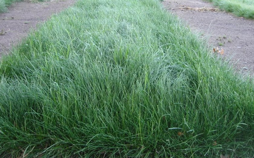 red fescue