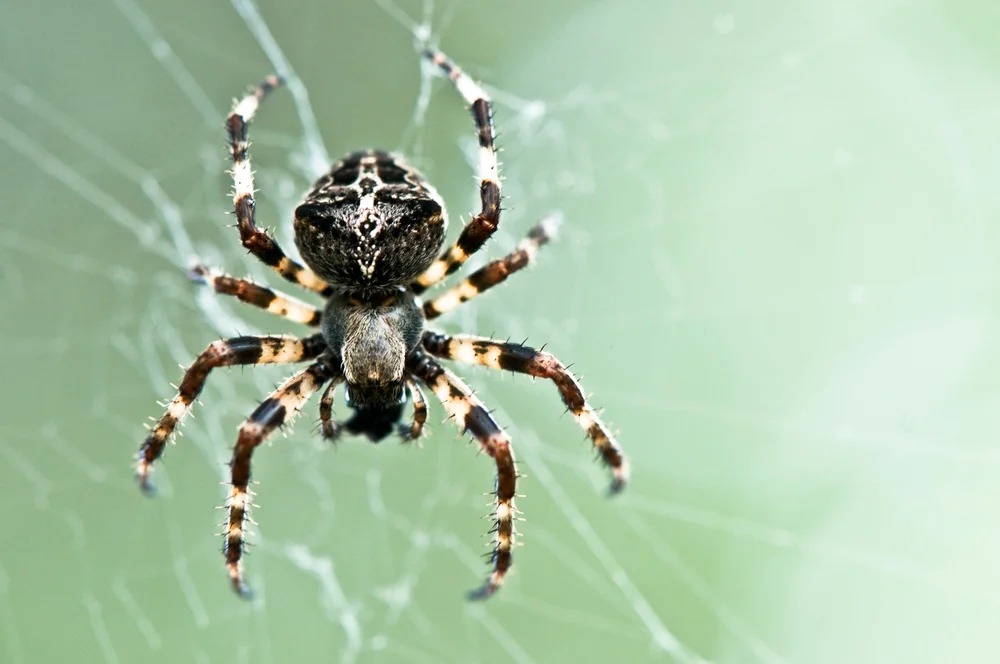 spider with cobwebs