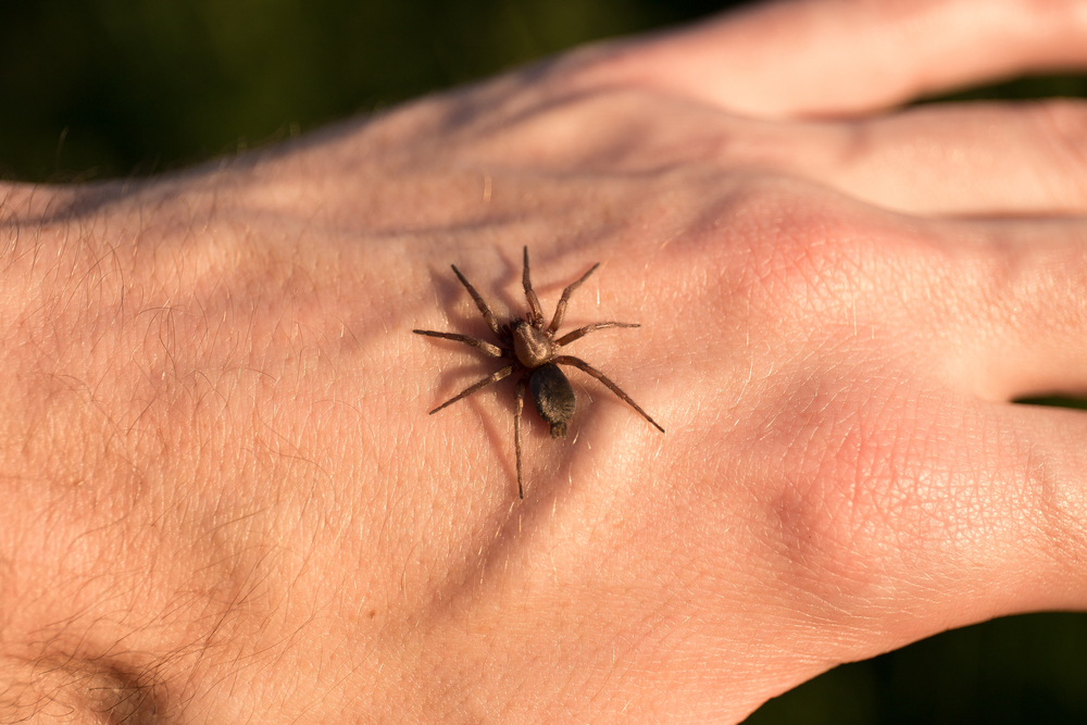 l'araignée n'est pas dangereuse