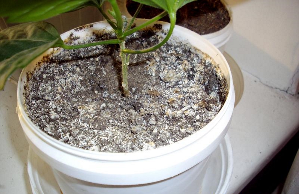 mold on plants