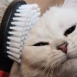 brushing cats