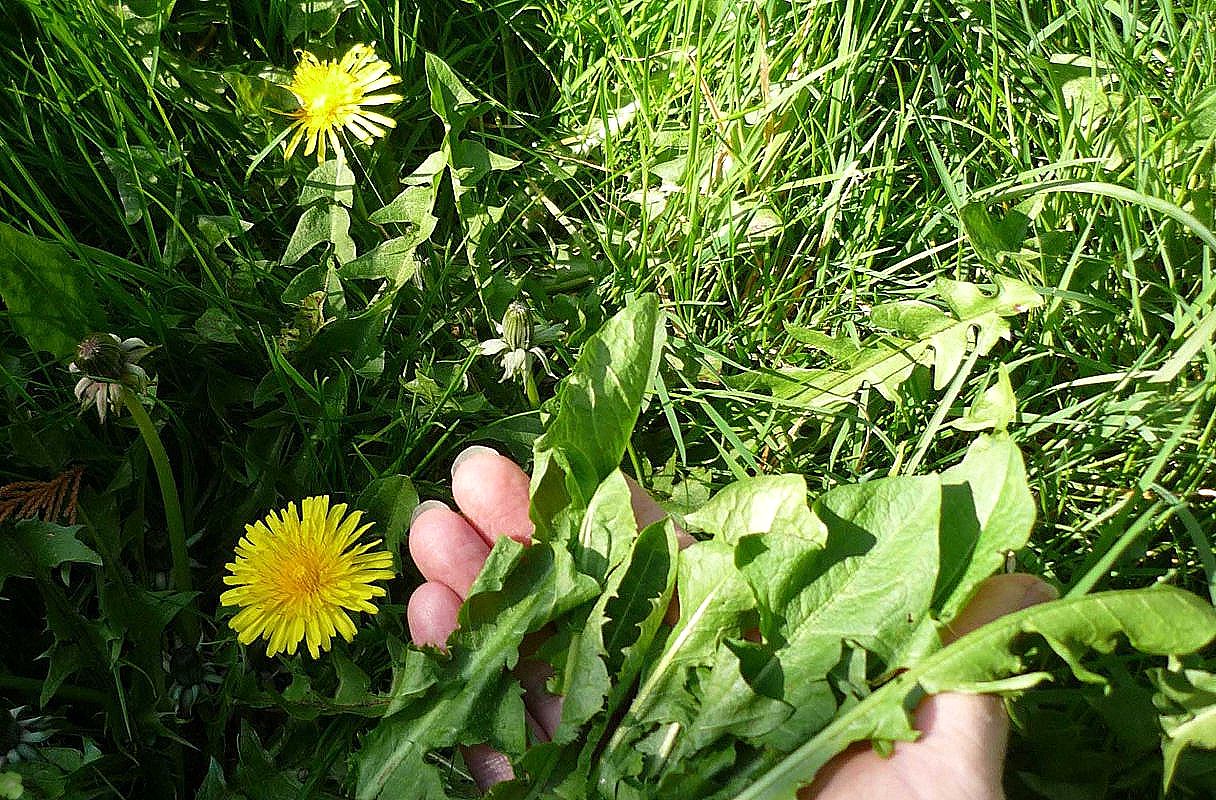 comment se débarrasser des mauvaises herbes