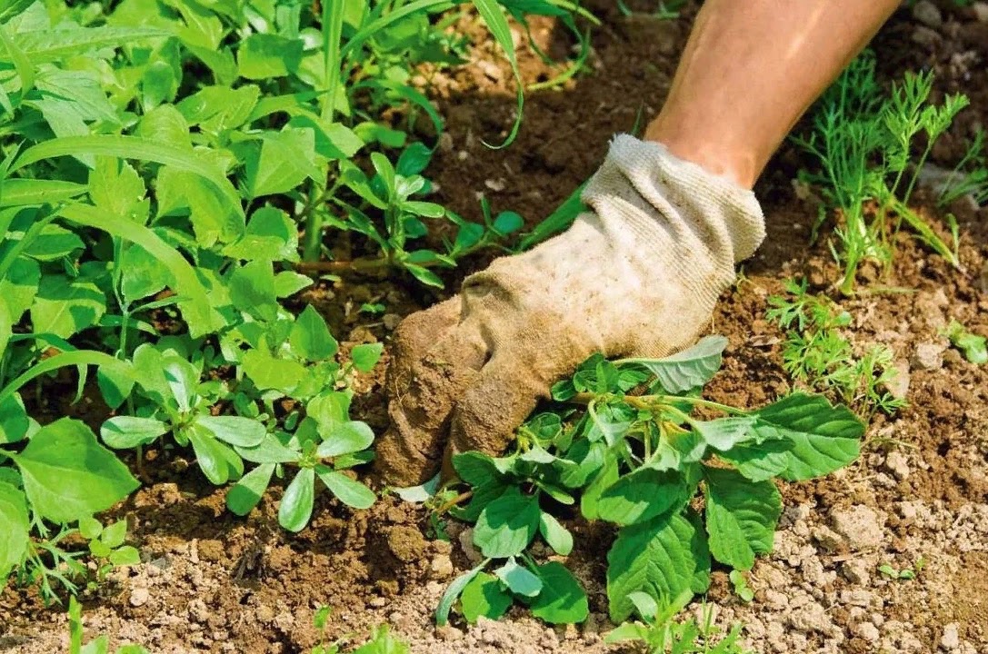 mauvaises herbes sur le site