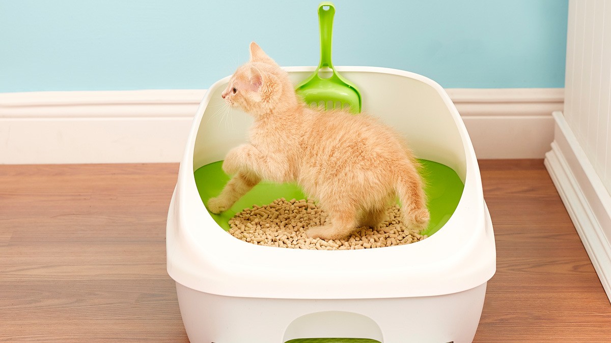 tools for training a kitten to a litter box