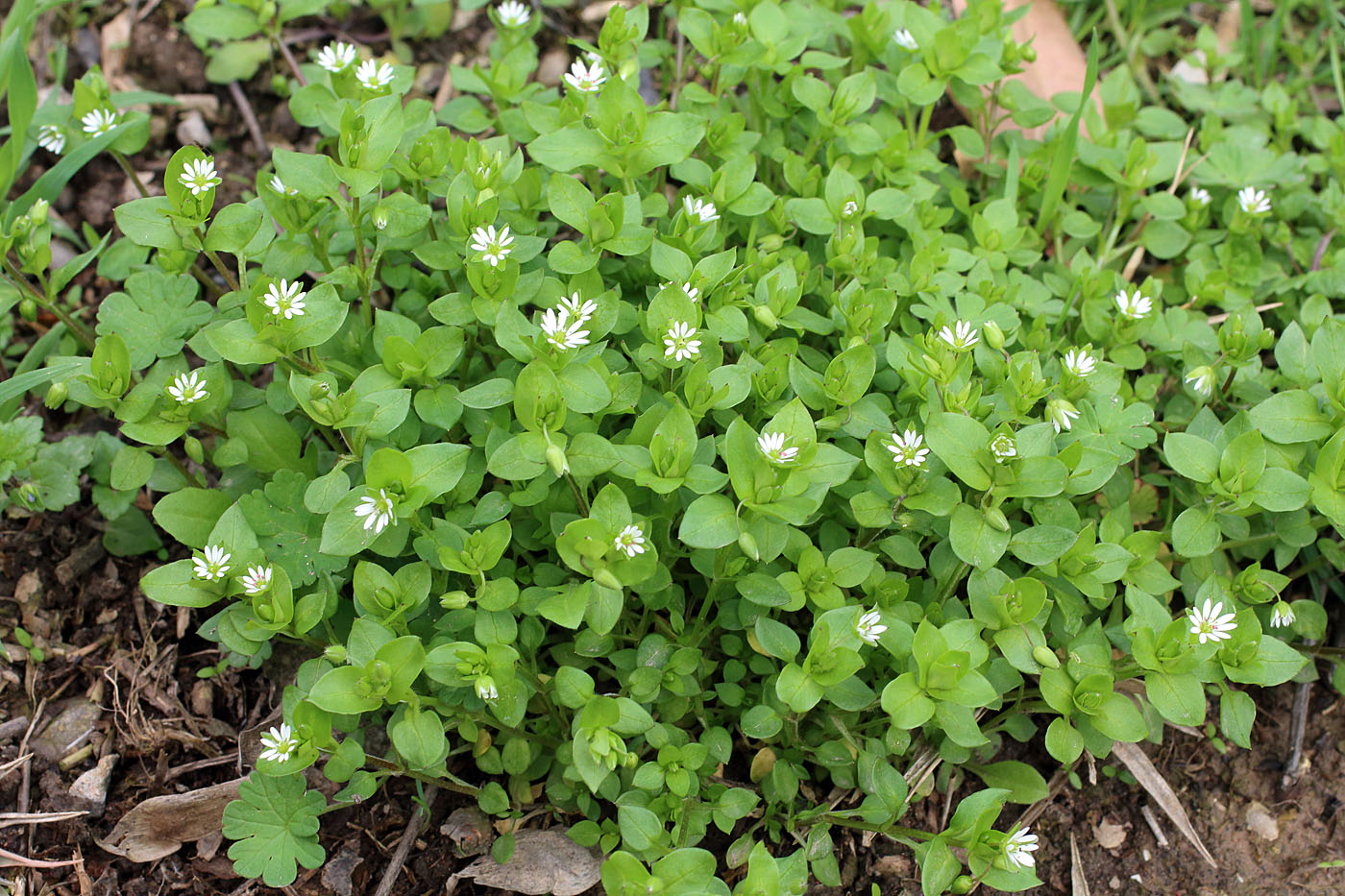 herbe de poux de bois