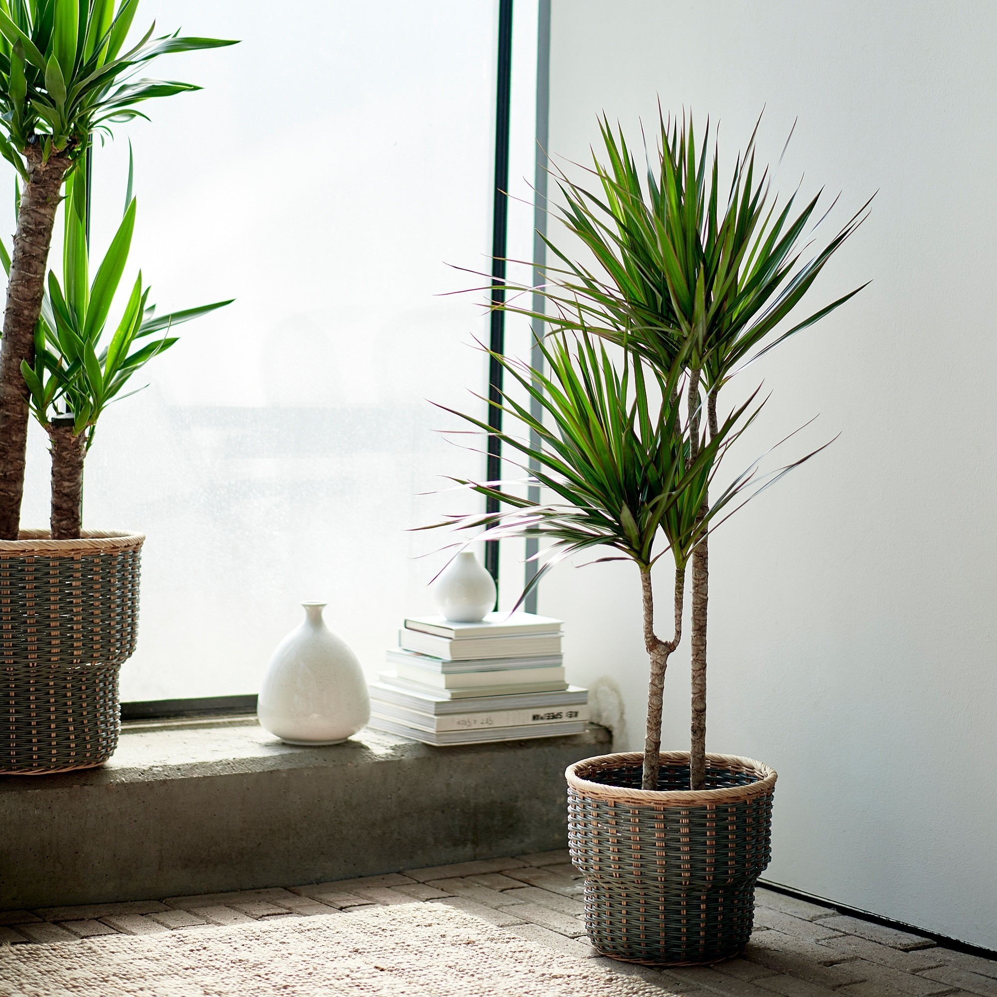 dracaena plant