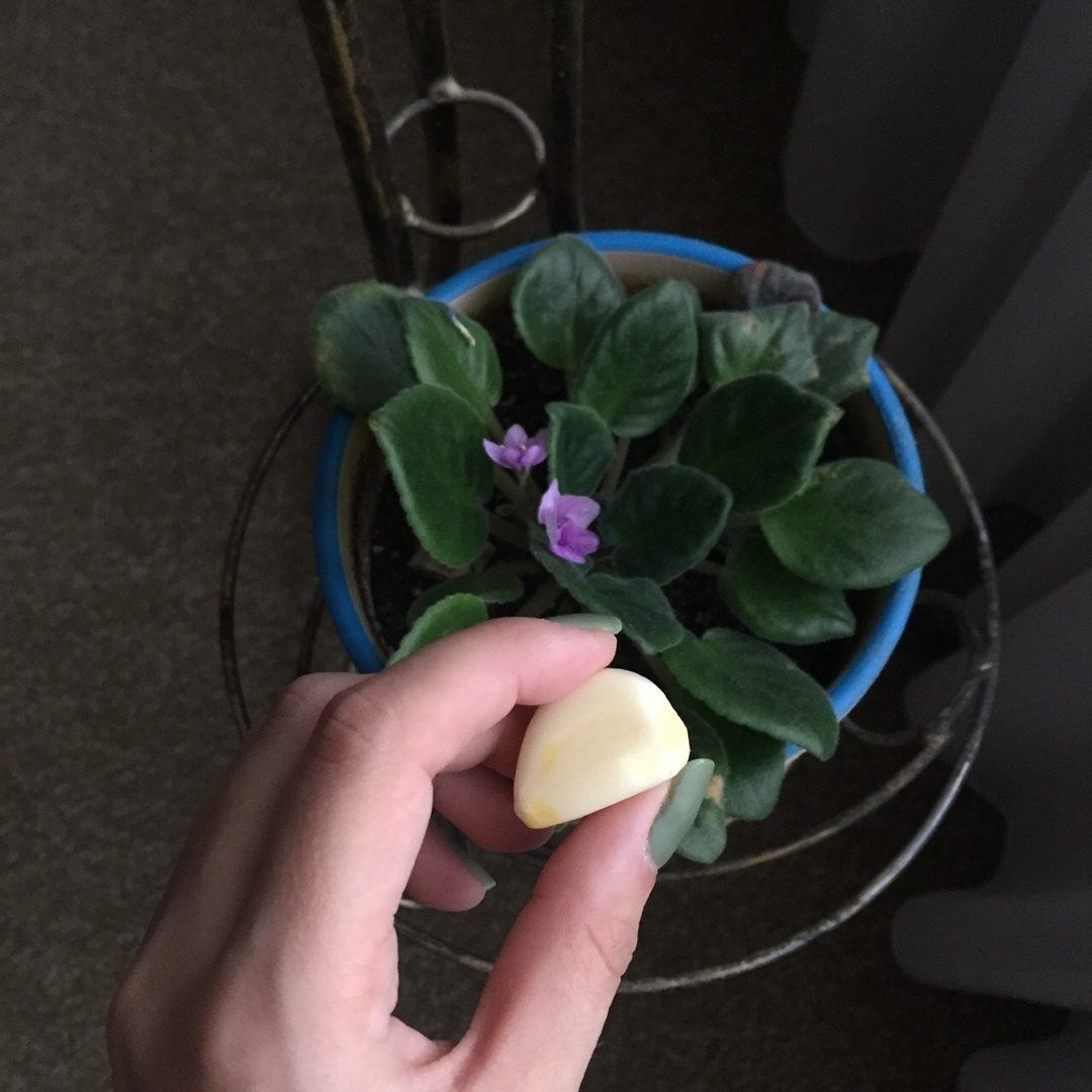 garlic for indoor flowers