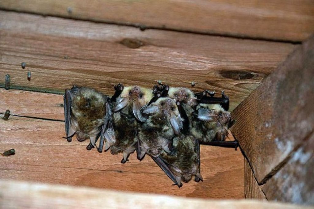 bat nest