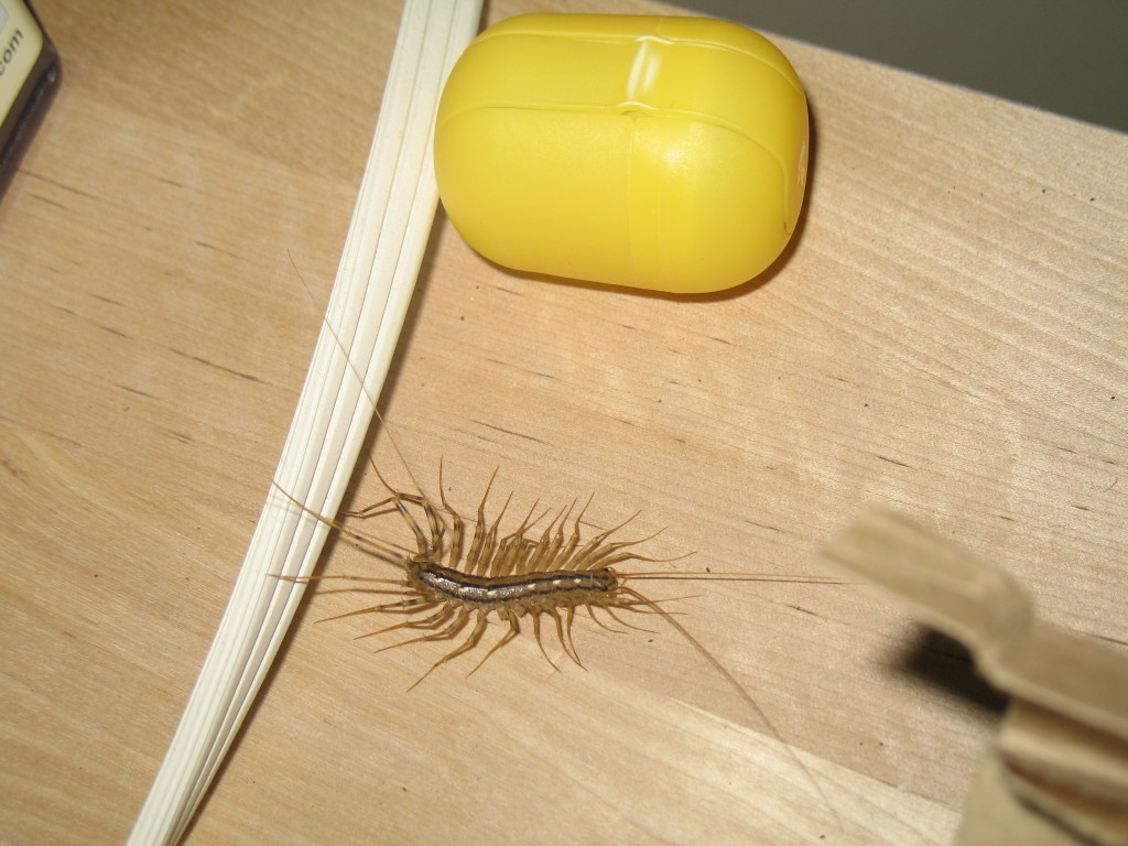 how to get rid of centipedes