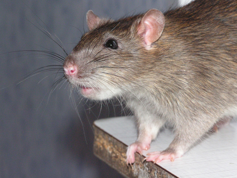 how to get rid of rats in an apartment