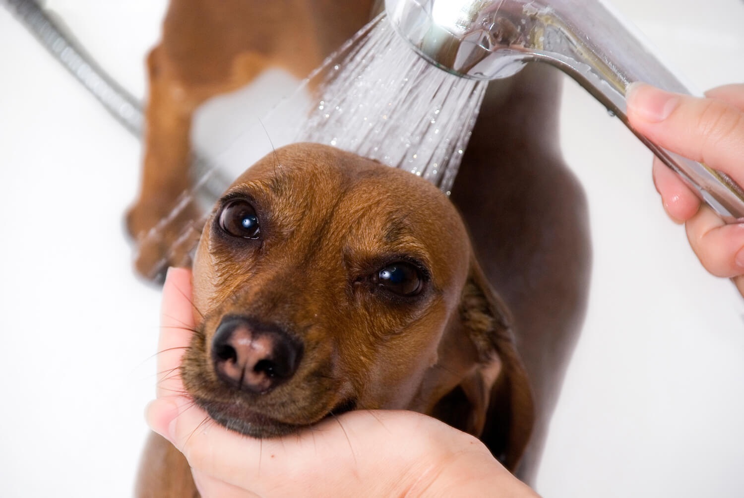 the dog is watered from the shower