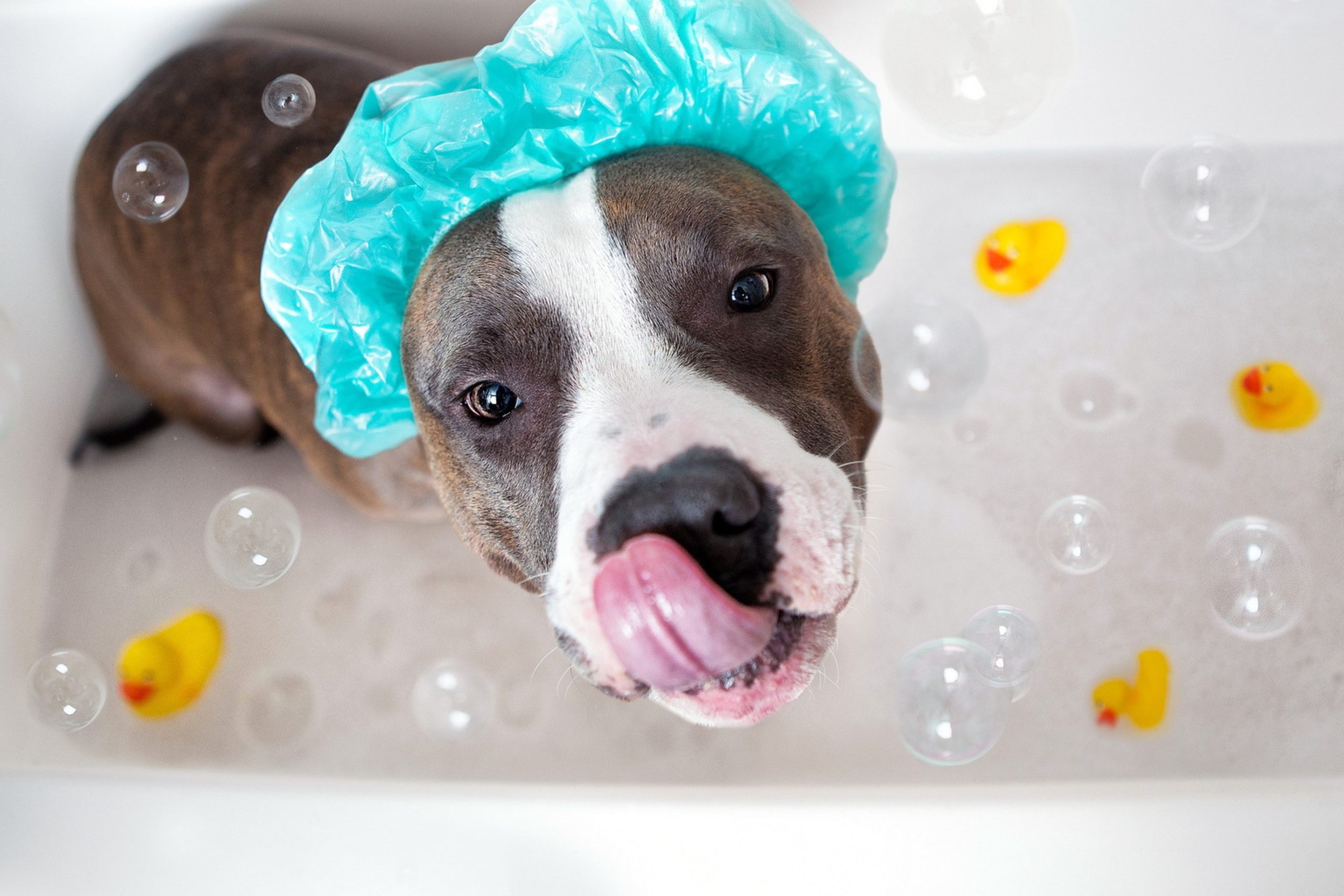 washing a big dog in the bathroom