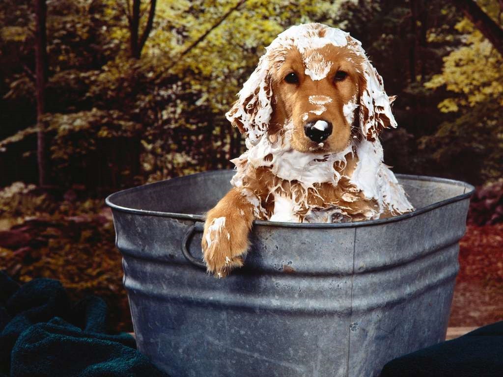 spaniel is washed in a bucket