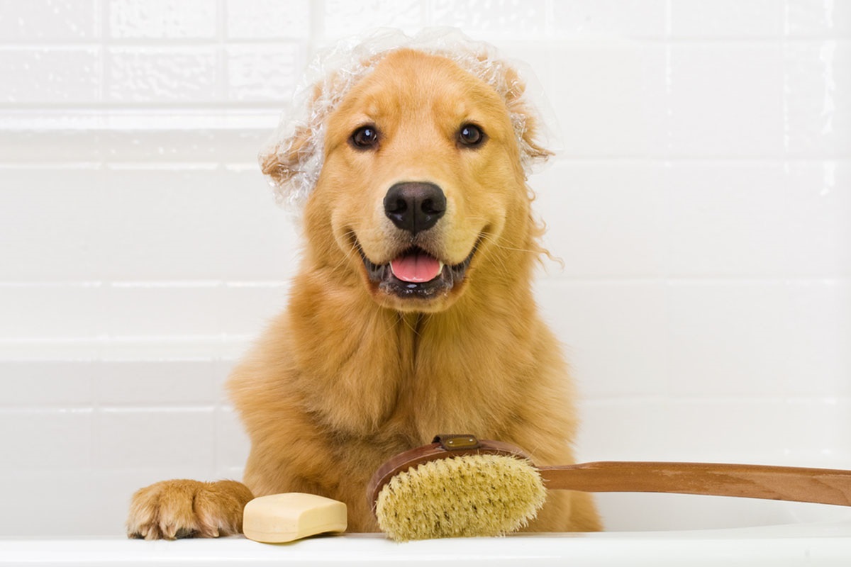 labrador in the bath