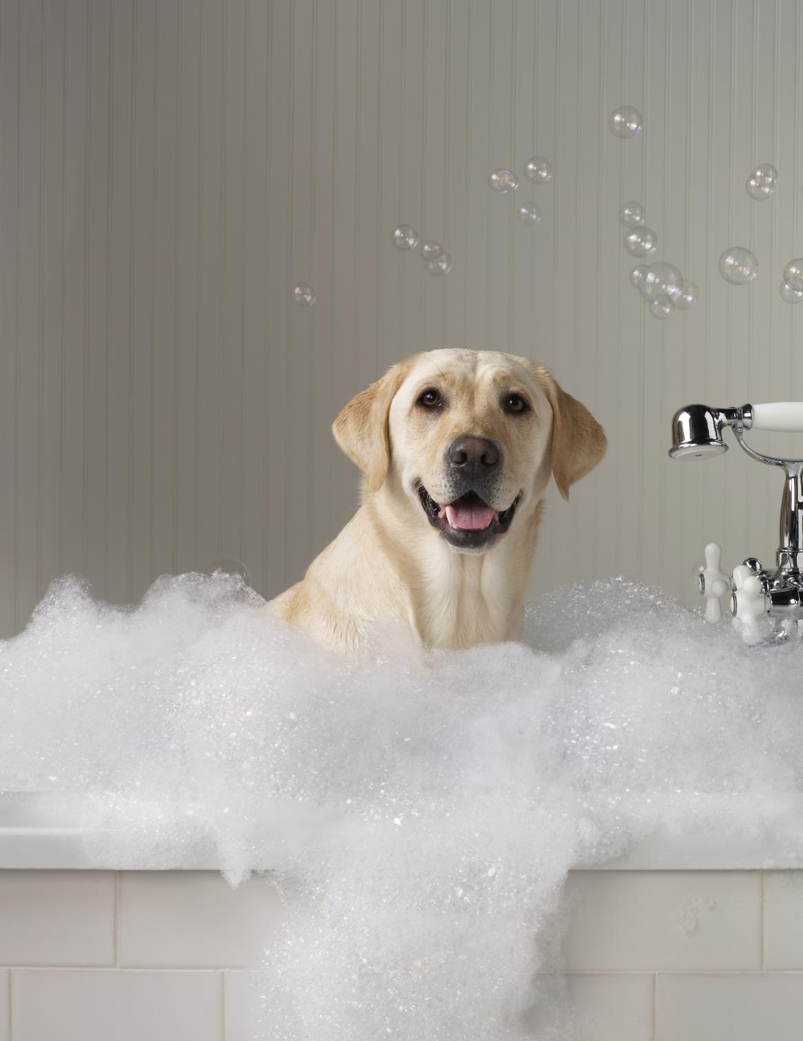 foam bath for dog