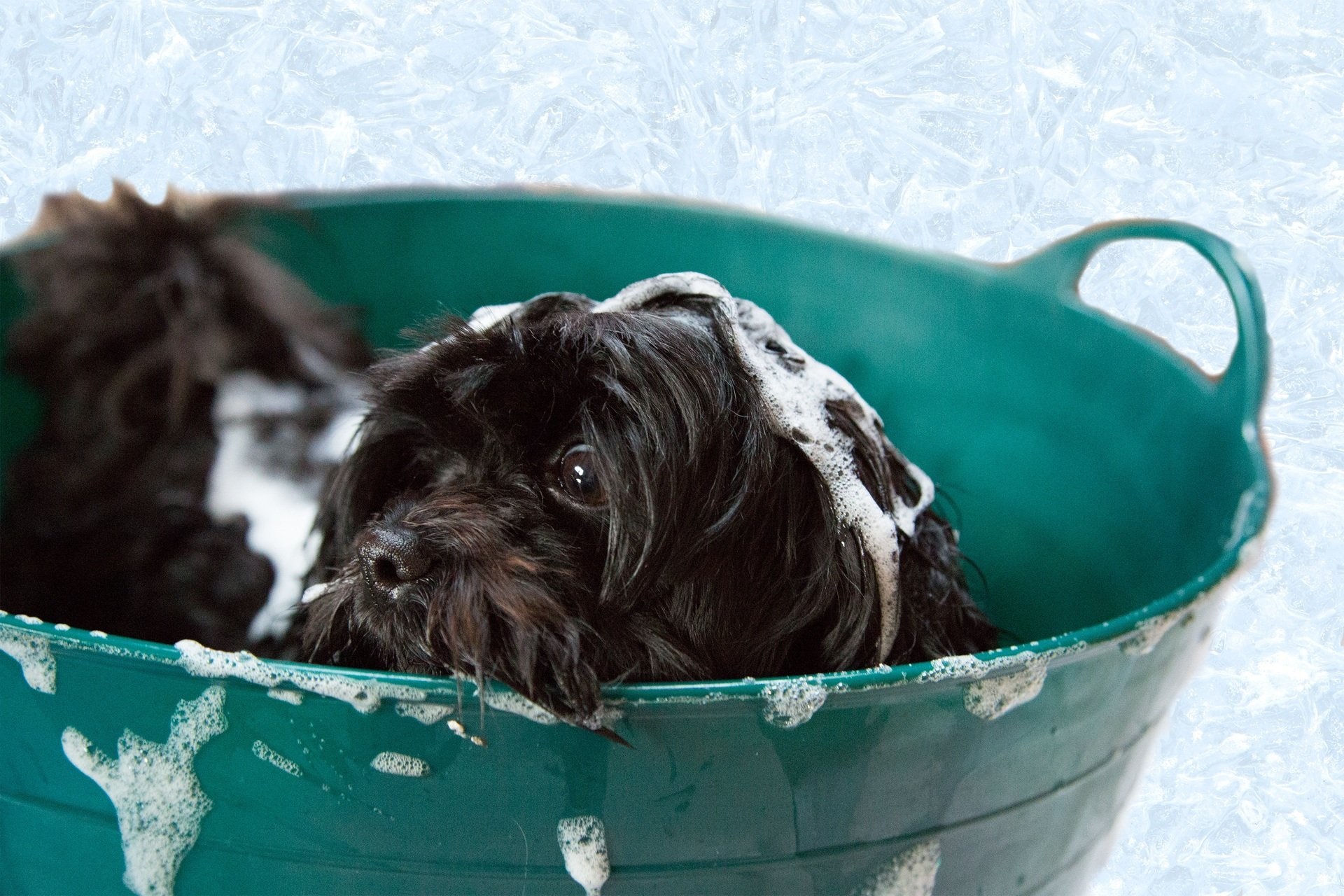 washing a small dog in a basin