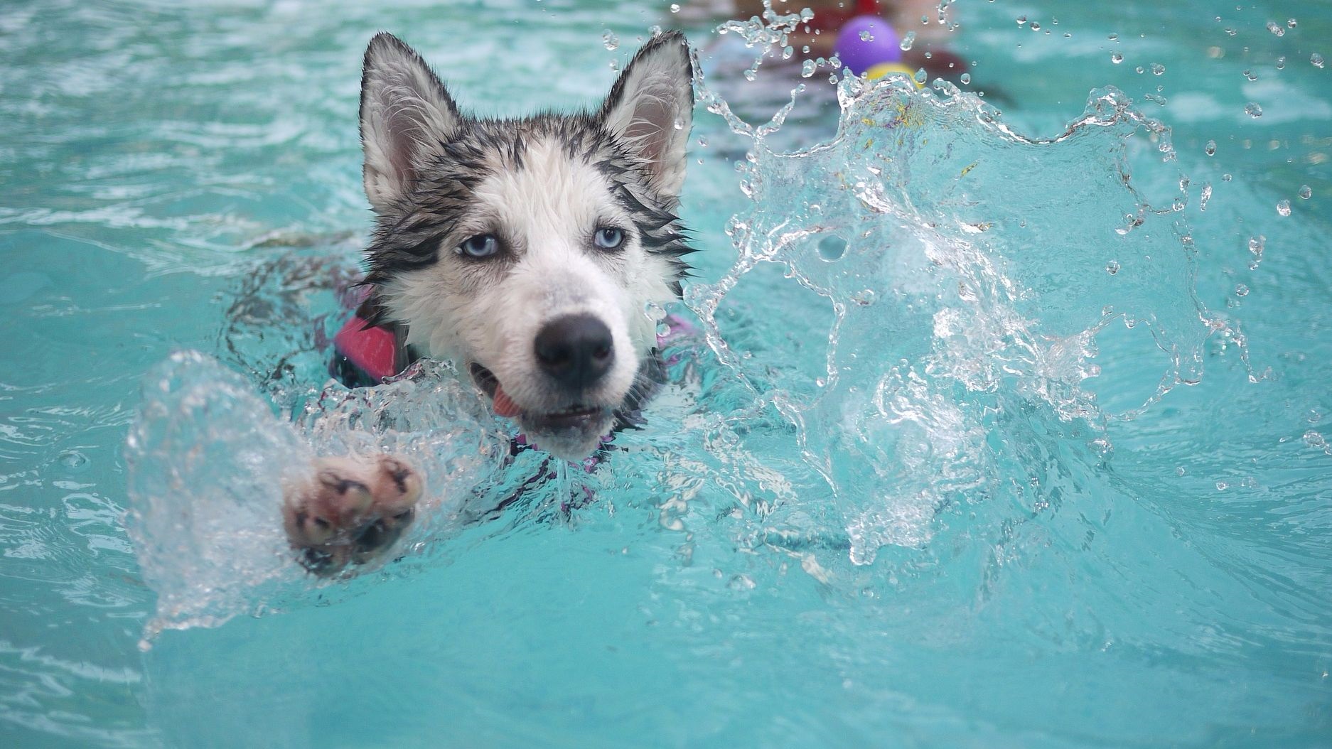 husky nage dans la piscine