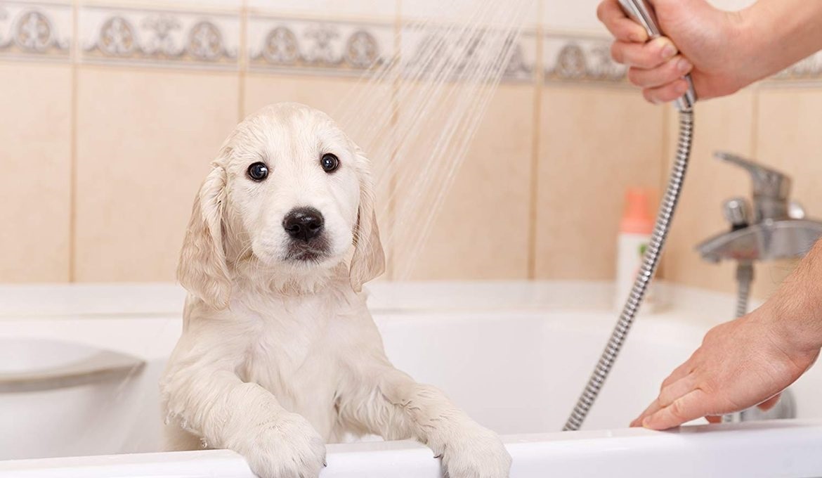 douche de chien blanc