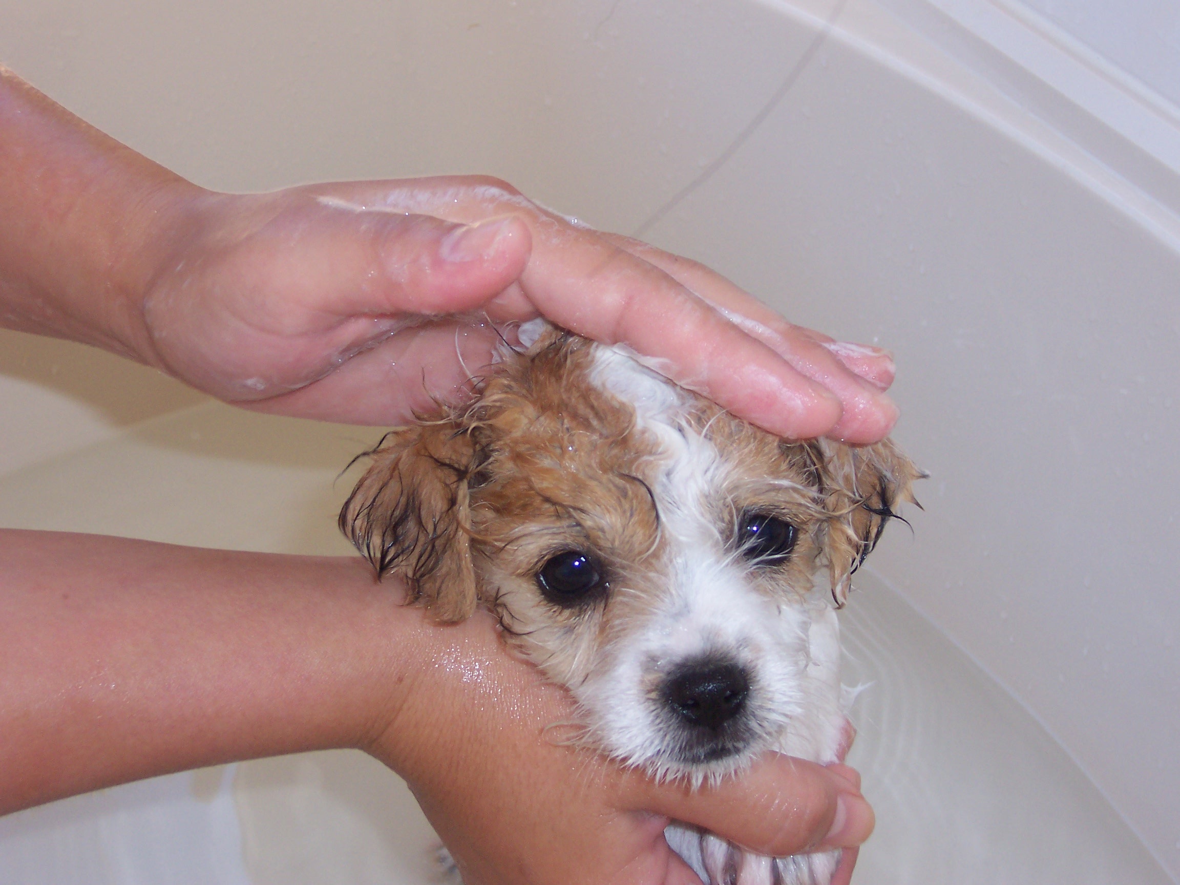 bathing the puppy