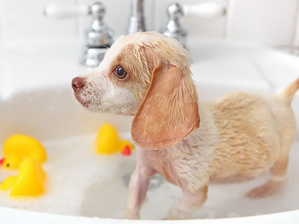 bain de chiot avec des canards