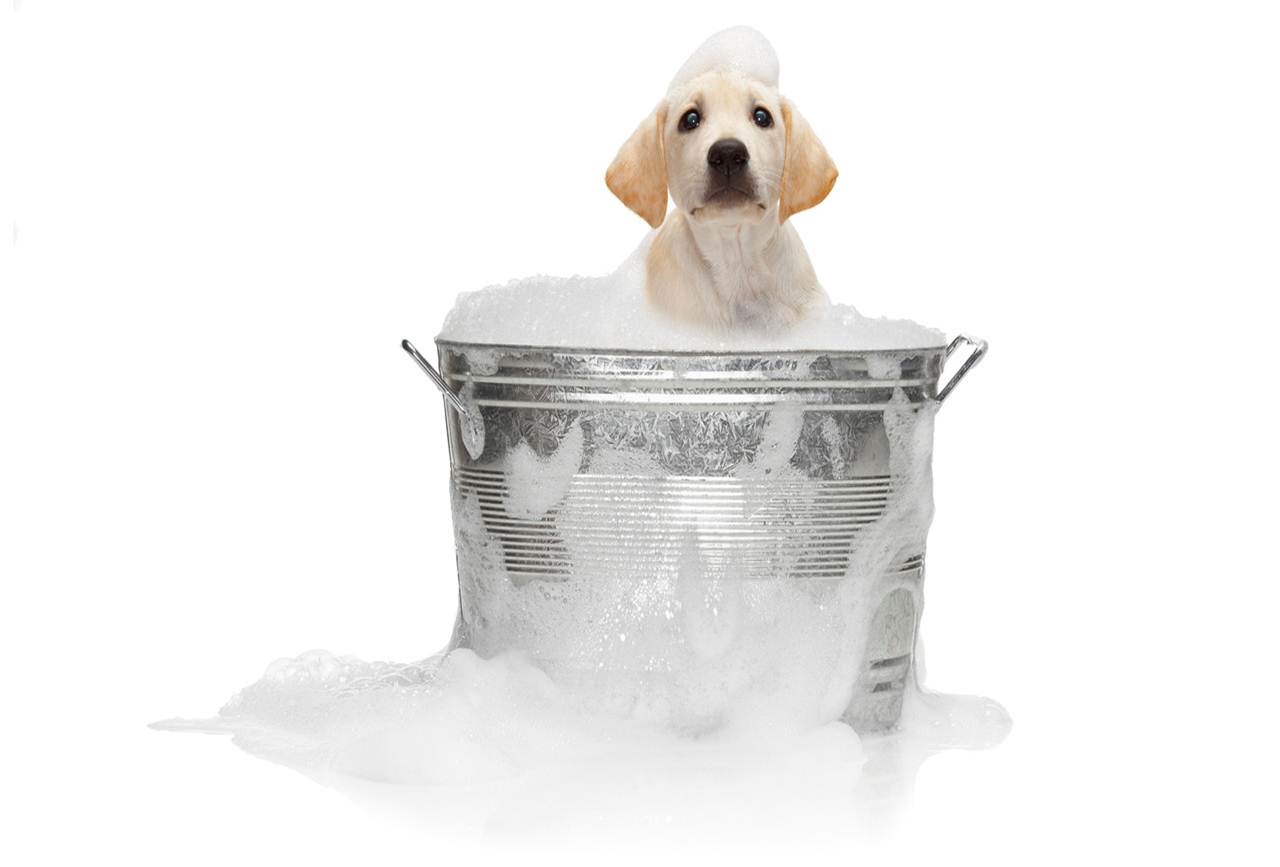 dog bathes in a bucket