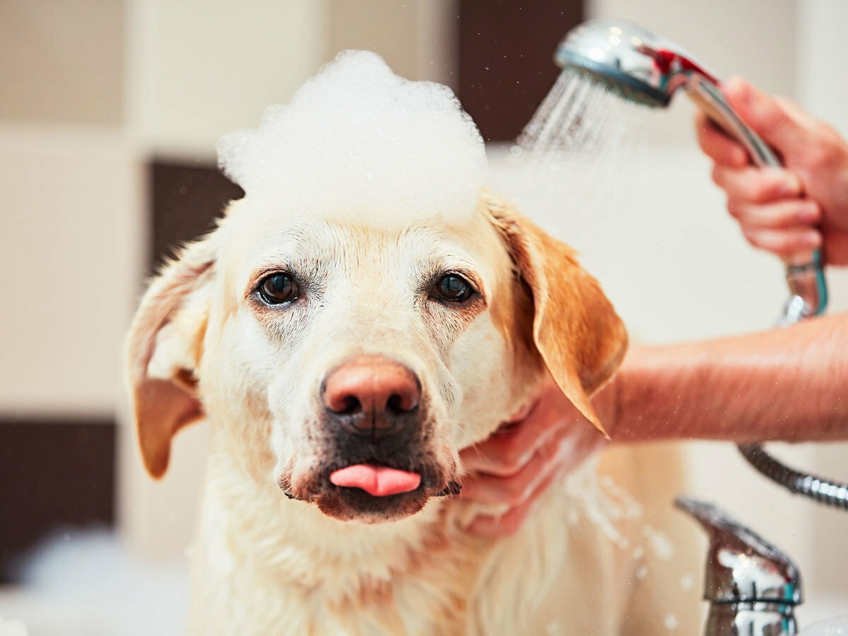 dog bathes in soap