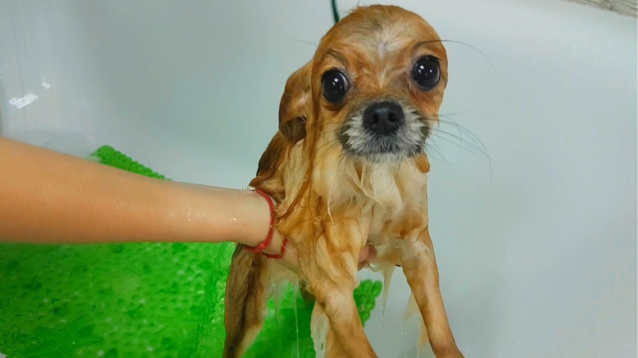 wet dog in the bath