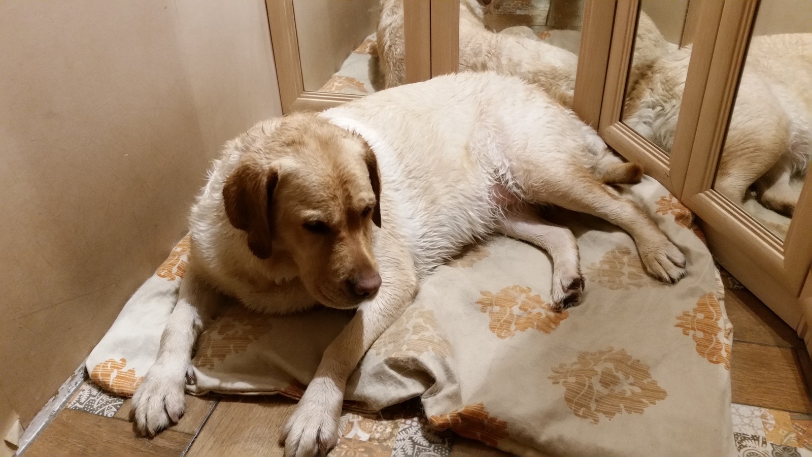 chien après le bain