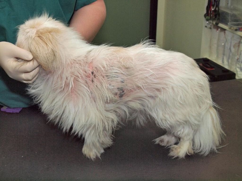 white dog after washing