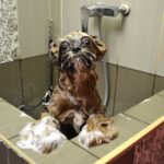 le chien sous la douche