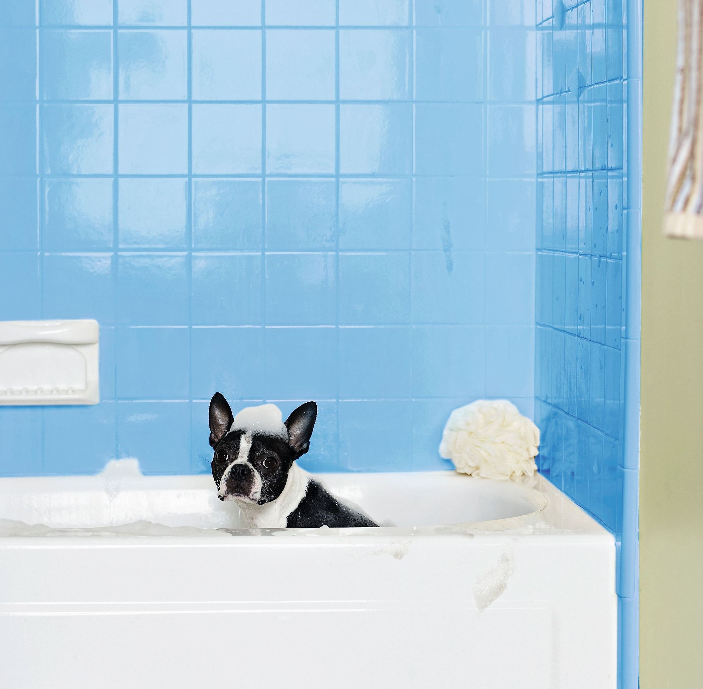 chien dans la salle de bain avec carrelage bleu